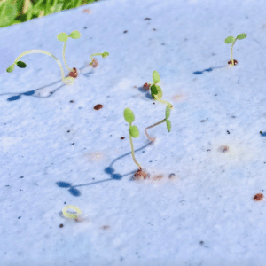 ekodarčeky rastúci papier so semienkami na zasadenie